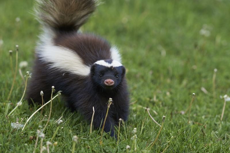 Wildlife Removal