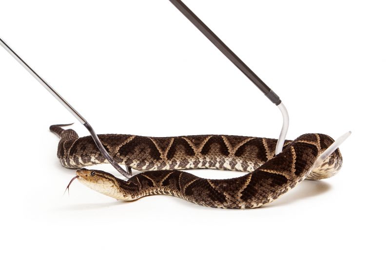 Wildlife Removal