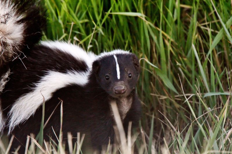 Wildlife Removal