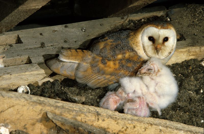 Inside Attic Wildlife