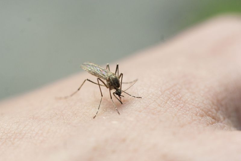 Mosquitoes Pest Control in Mckinney, TX