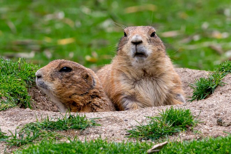 Signs Your Commercial Property Has A Small Animal Issue