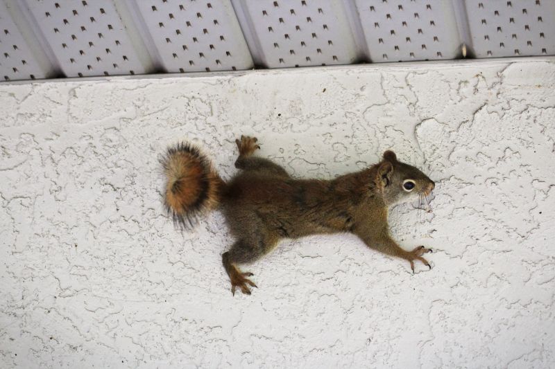 Squirrels in Walls