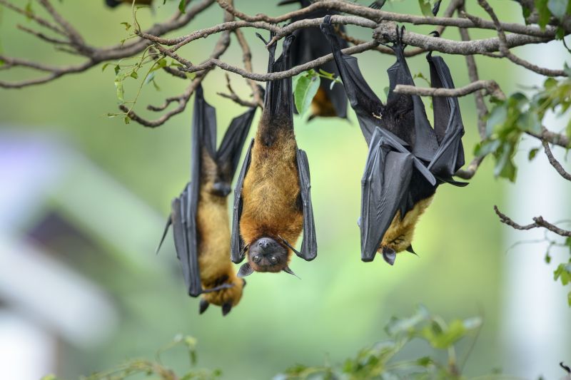 Bats in Eaves