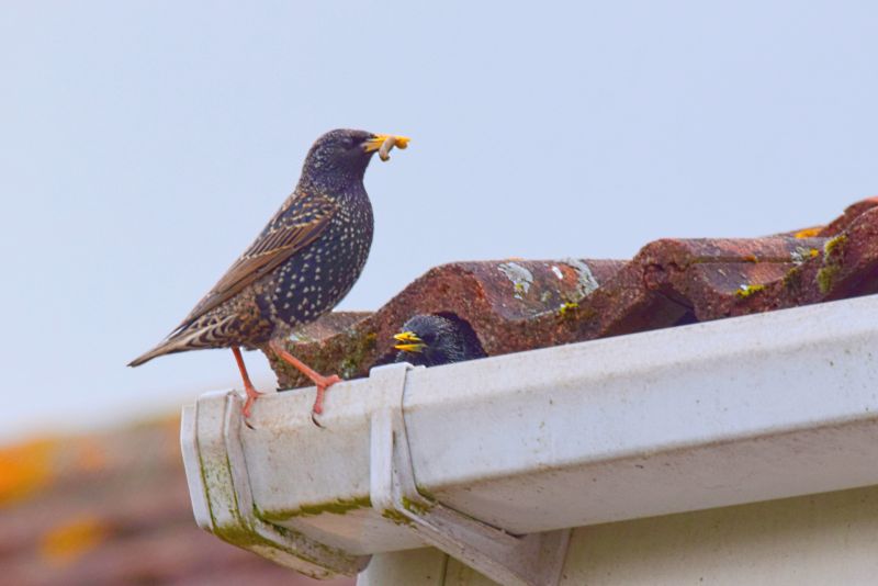 Bird Nests in Chimney